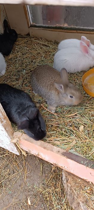 Продам крольчат 1 месец