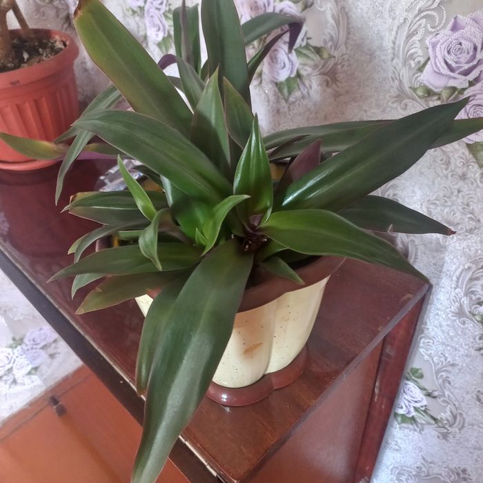 Продам комнатные цветы