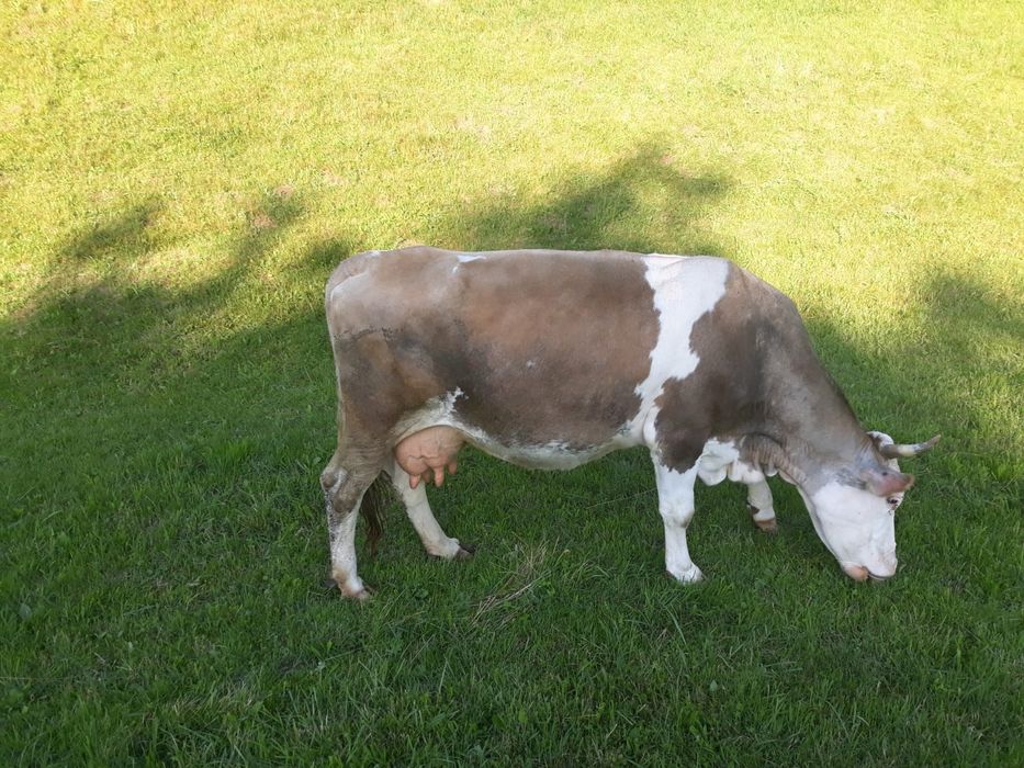 Vaca balțata romaneasca