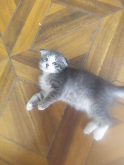 котята вислоухие