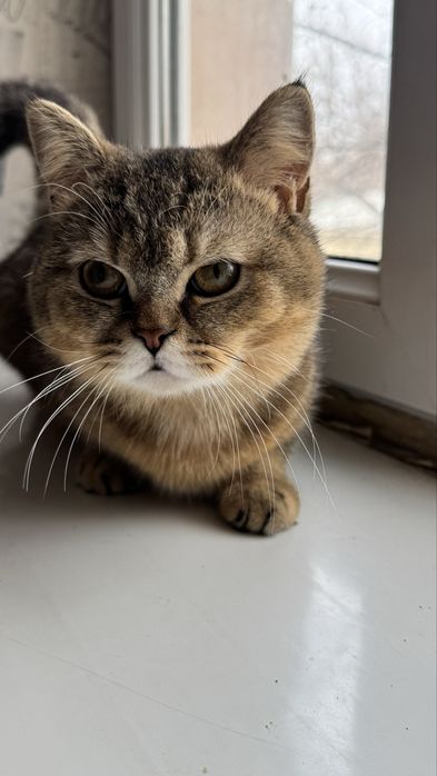 Продается золотистый шиншилла