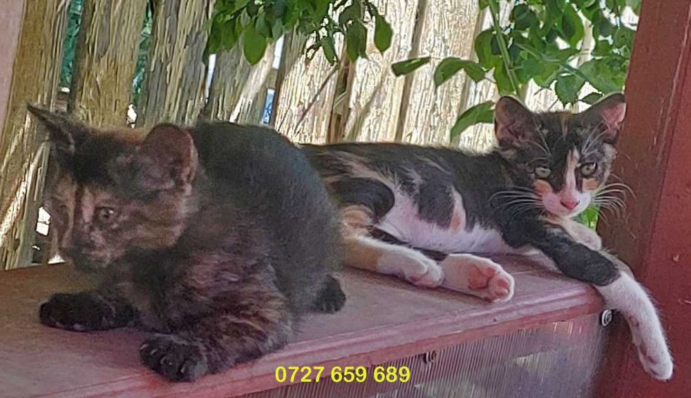 Ofer spre adoptie  pisicute dragalase