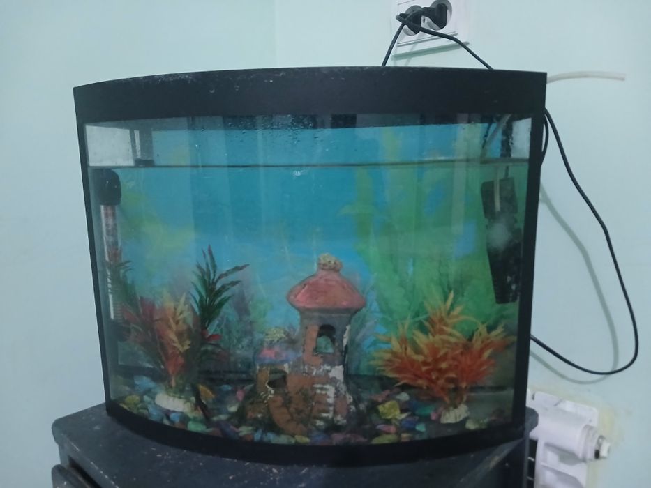 Akvarium 5 ta baliq  bor hammasi beraman