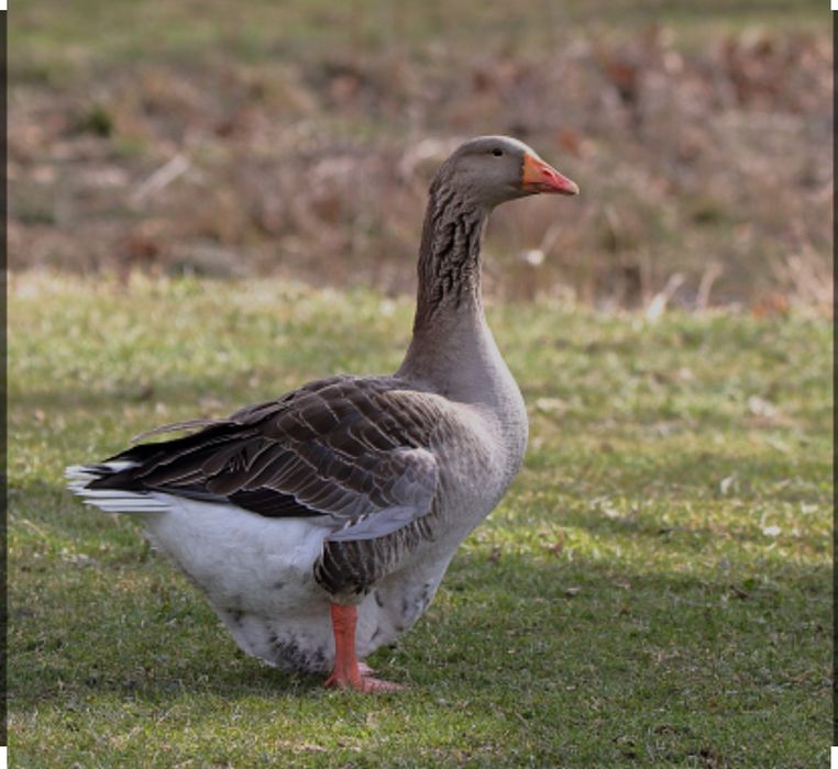Продам Гусей крупный серый