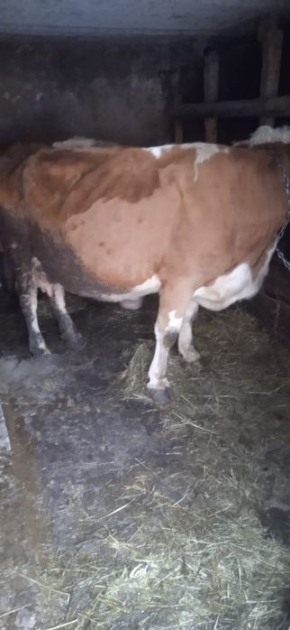 Vând vaca cu vițel