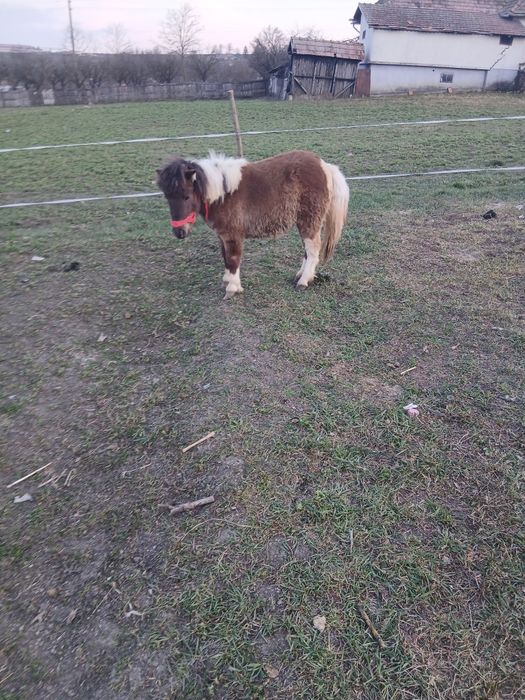 De vânzare poneita de 11 luni foarte cuminte fără gram de defect