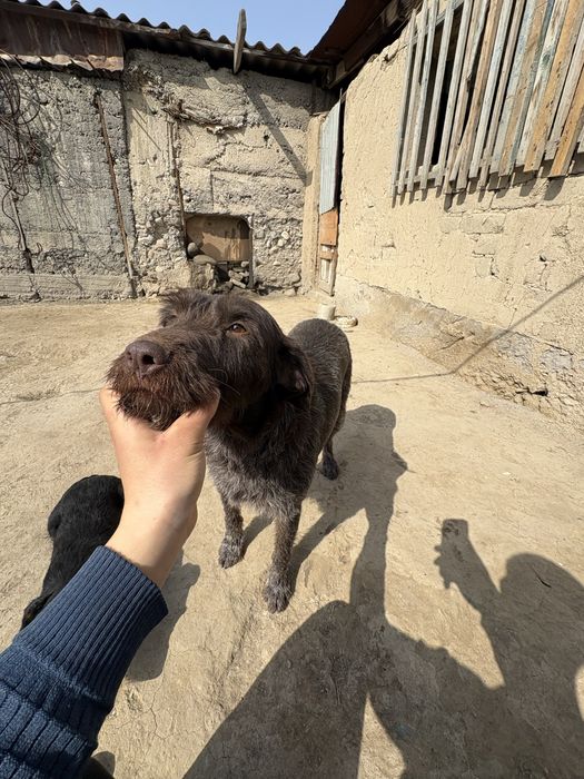 Дратхар девушка рабочий