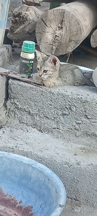 Sotladi zotli mushuk bolasi