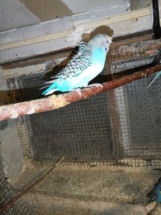 Тайор пара чупатила