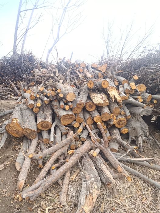 Тароша сотилади утин урик олма бехи