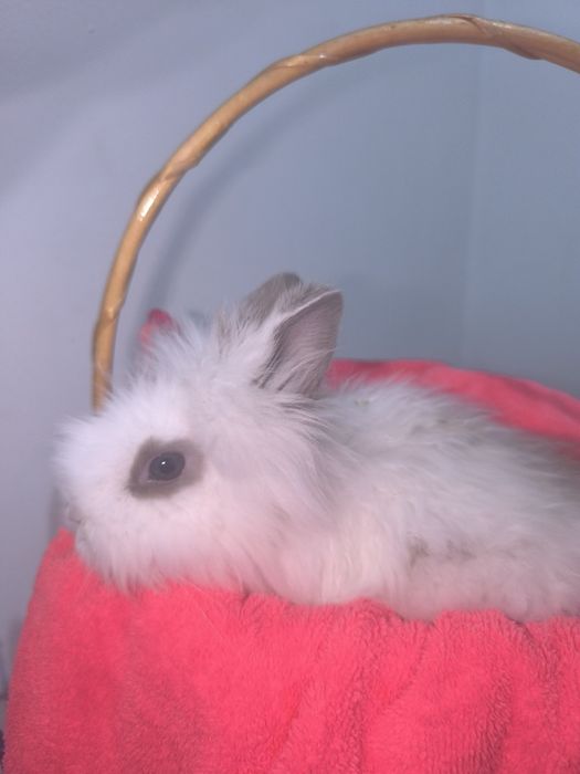 Кролики декоративные