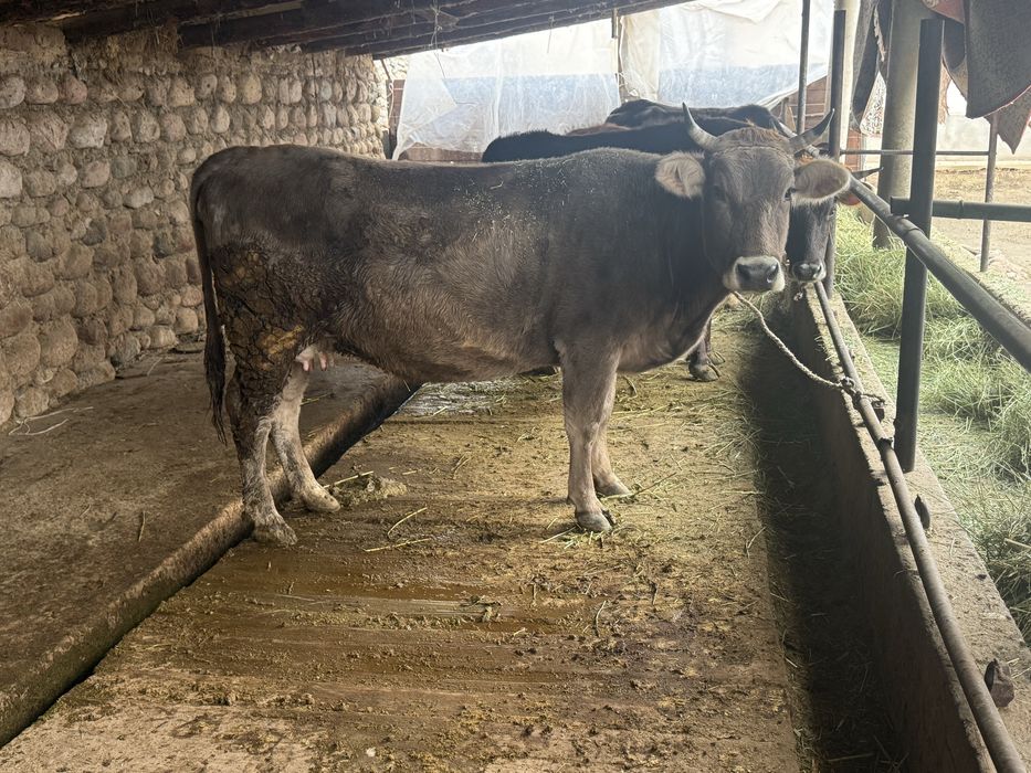 продаю коров элитных