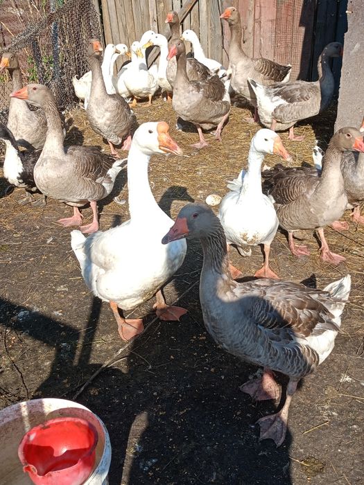 Продам гусей крупные