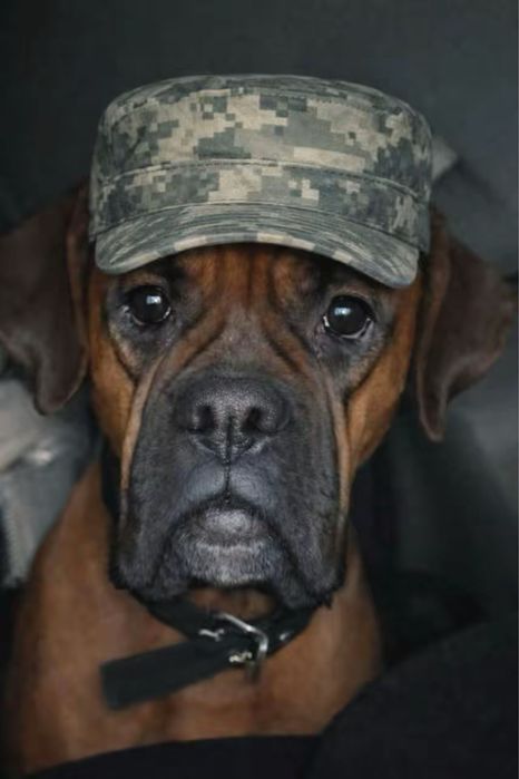 Продам собаку Боксер