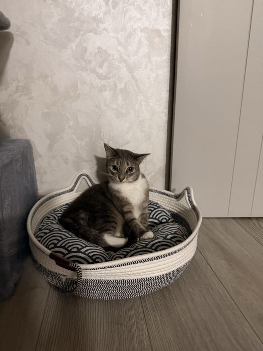 Кошечка в добрые руки