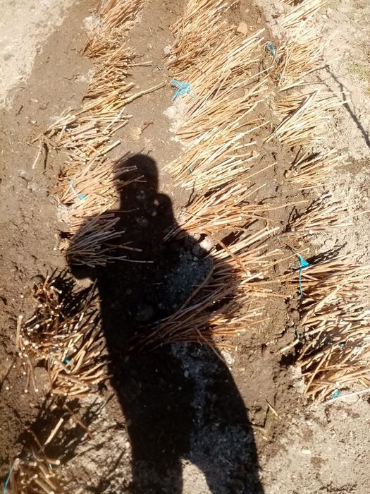 Vindem Butași zmeură și mure