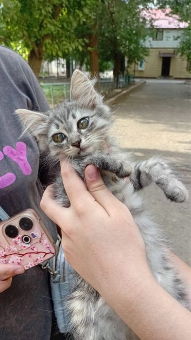 Котенок девочка