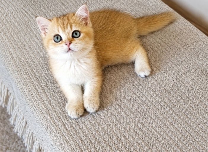 Продаются котята скоттиш страйт