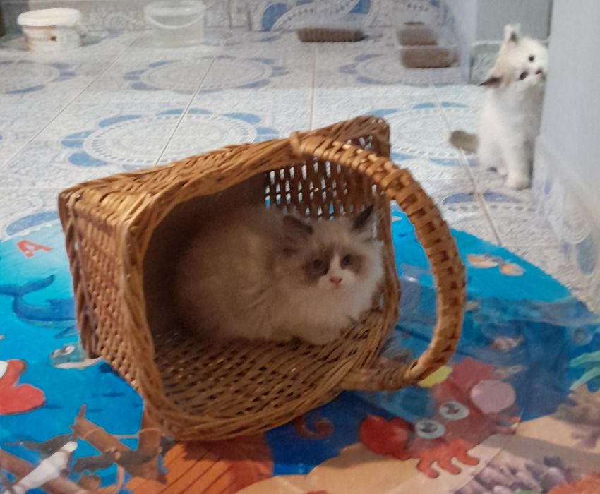 Котета Регдол на 2,5 м.