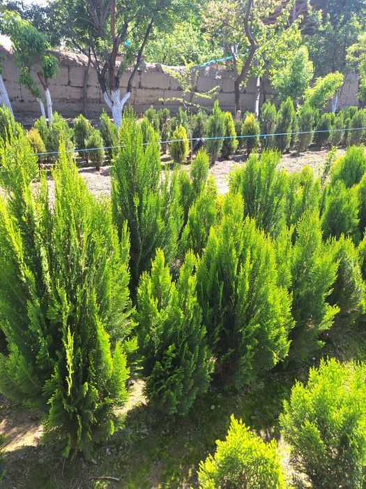 Туя книжный. Туя компактный