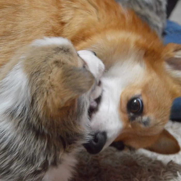 Вельш корги пемброг щенки шикарные