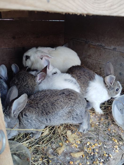 vand iepurasi  de 2luni