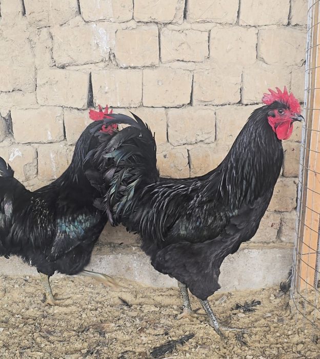 Джерсий Гигант қораздары сатылады