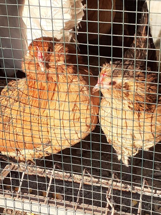 Vand  gainute barboase  anwers