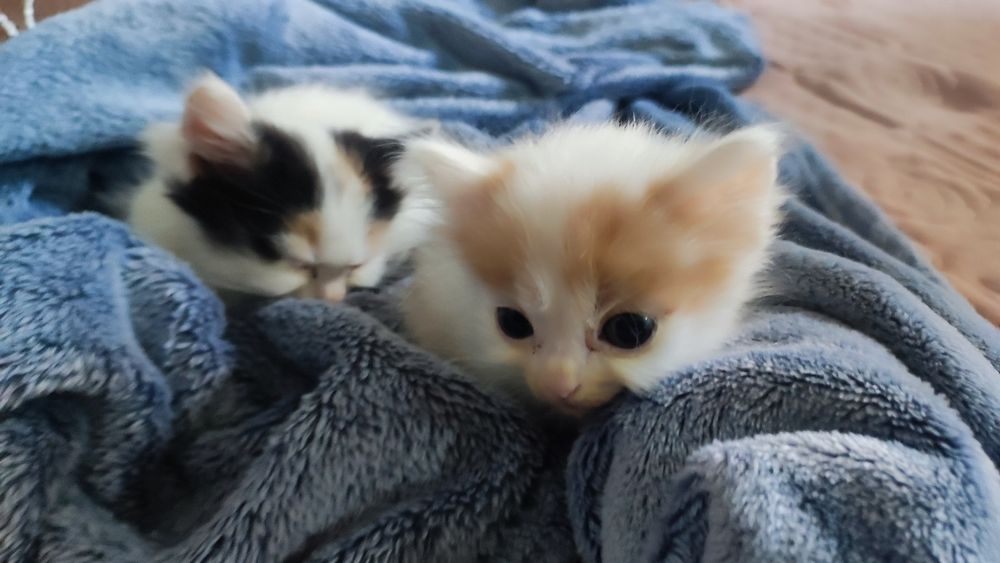 Котенок мальчик,отдам даром