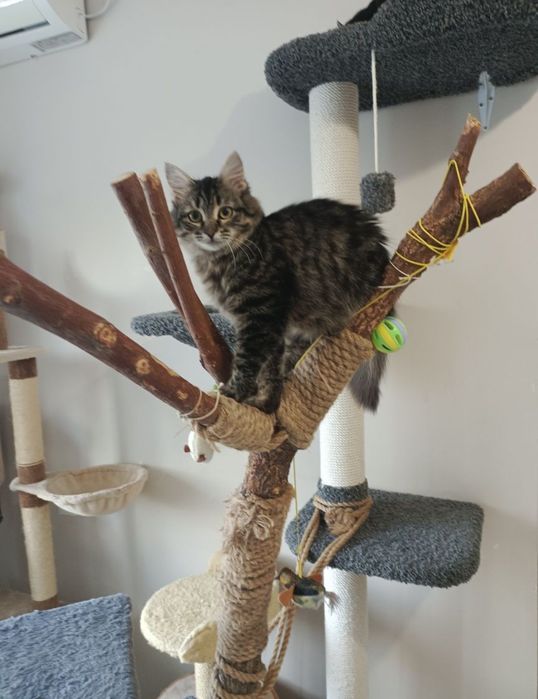 ЗООгостиница Передержка КОШЕК