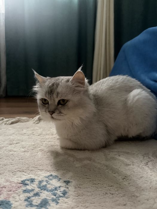 Умный Кот шиншила