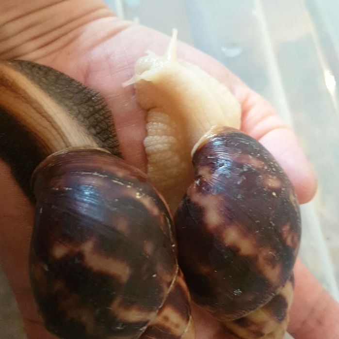 Косметологические улитки Ахатины