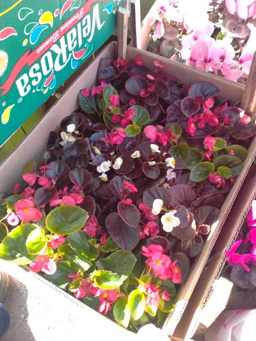 Цветок в горшке.цикламен