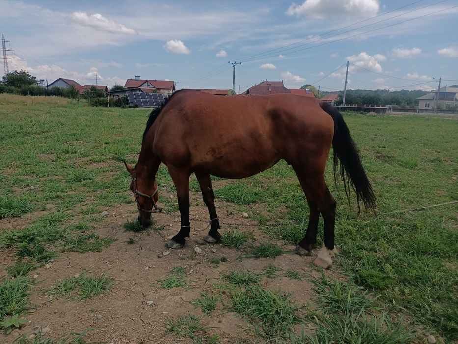 Vind iapa virstă 7 ani cu pașaport,  blinda învățată la căruță, tirisi.