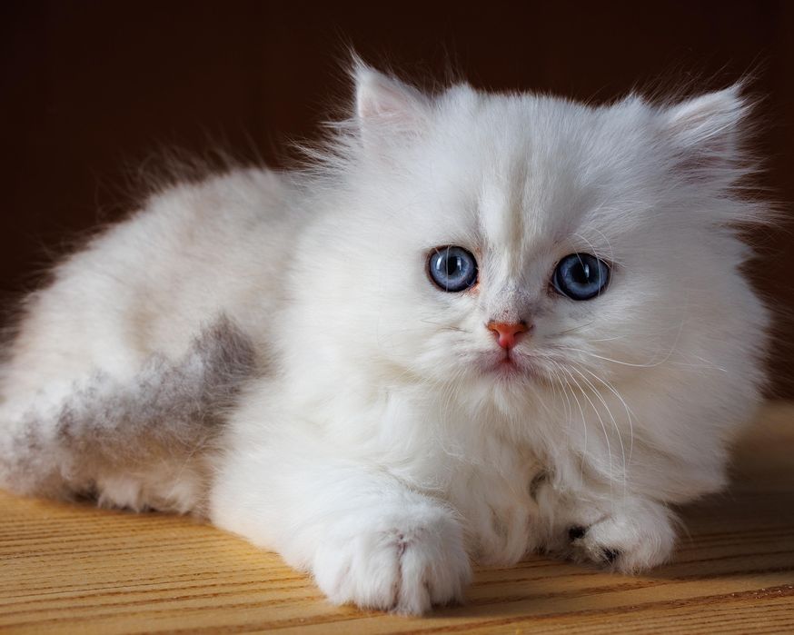 Длиношерстные серебро котята