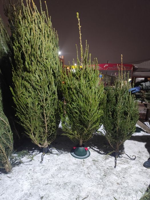 Елка новогодняя есть сосна пихтовый веники