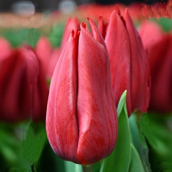 Тюльпаны оптом и в розницу