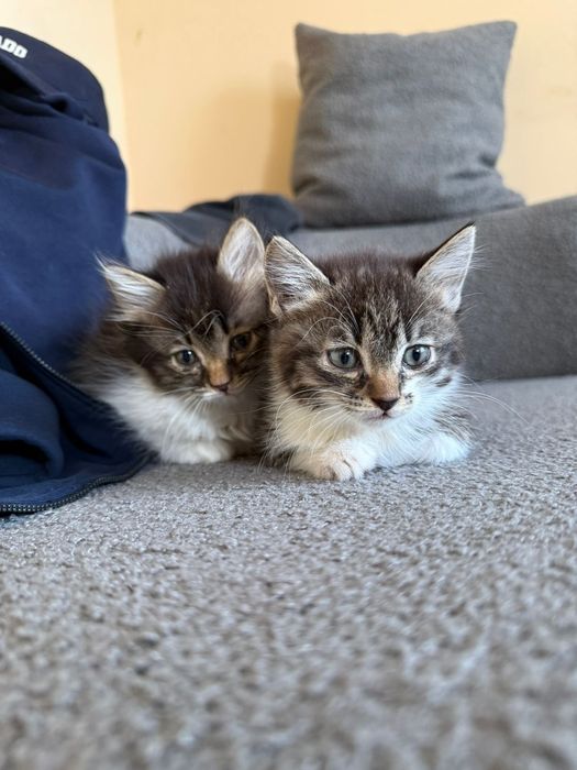 Отдам котят бесплатно, девочки 2.5 мес