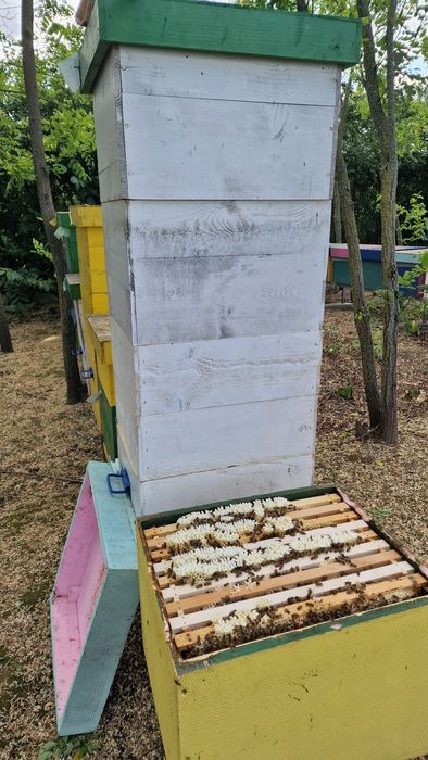 Roiuri si familii de albine