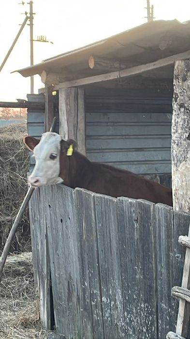 Продам. 2 первотелки 3 прошлогодних телят