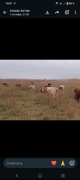 Продам коров с подсосными телятами