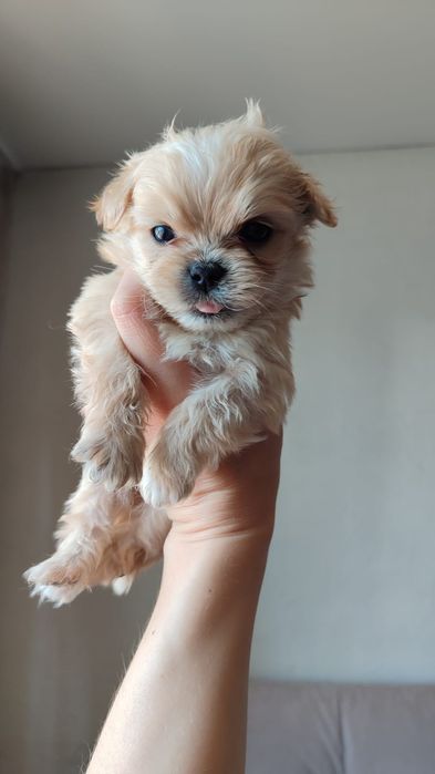 Продам щенка метисы