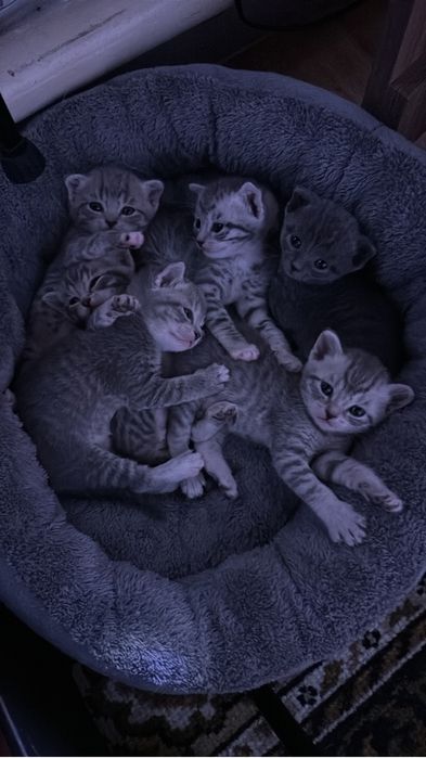 Продам котят, шотландцев