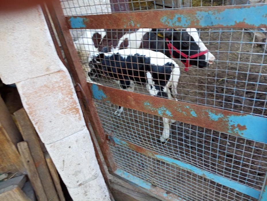 Vaca cu vițică 3 ani