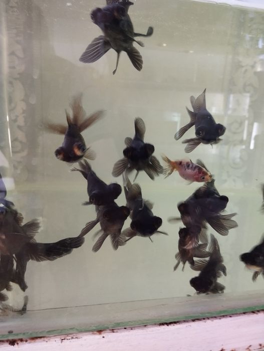 Телескопы и сомики