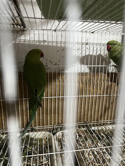 Продаются ожереловые попугаи