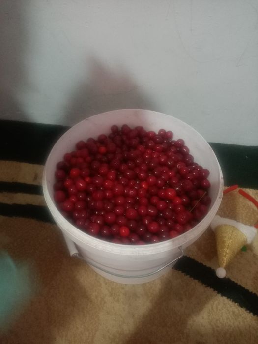 Вишня сатылады. Шұбарсуда
