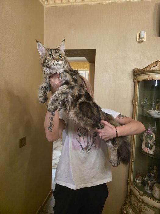 Мейн  куун котета