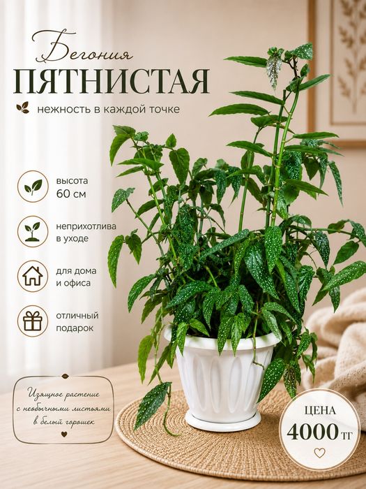 Продам комнатные цветы