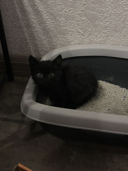 Котенок маленький